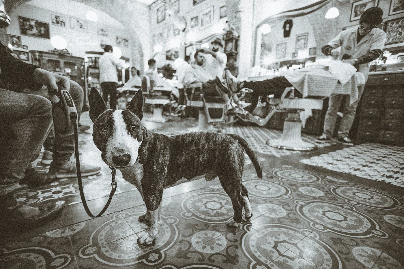 Black and white — bull terrier dog poses in busy Figaro's Barbershop interior