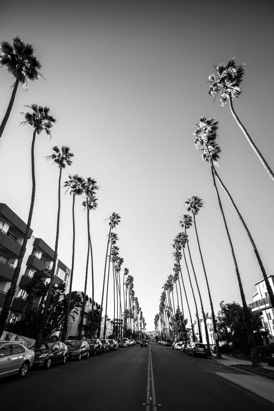 Black and white looking up a Los Angeles palm-tree boulevard, endless symmetry